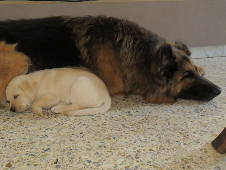 TENGO UN CACHORRO ¿Y AHORA QUÉ?