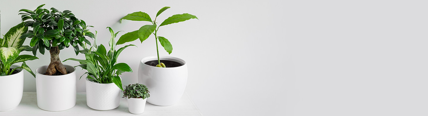 banner vivero.jpg
