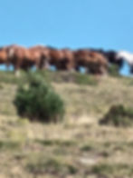 Randonner dans les Pyrénées-Orientales, chevaux sauvages Mérens