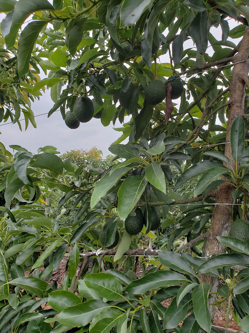 Árbol de Maluma en espaldera tipo palmeta