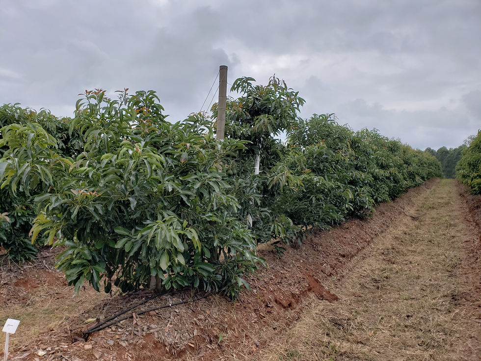 Plantación de Maluma en espaldera tipo palmeta