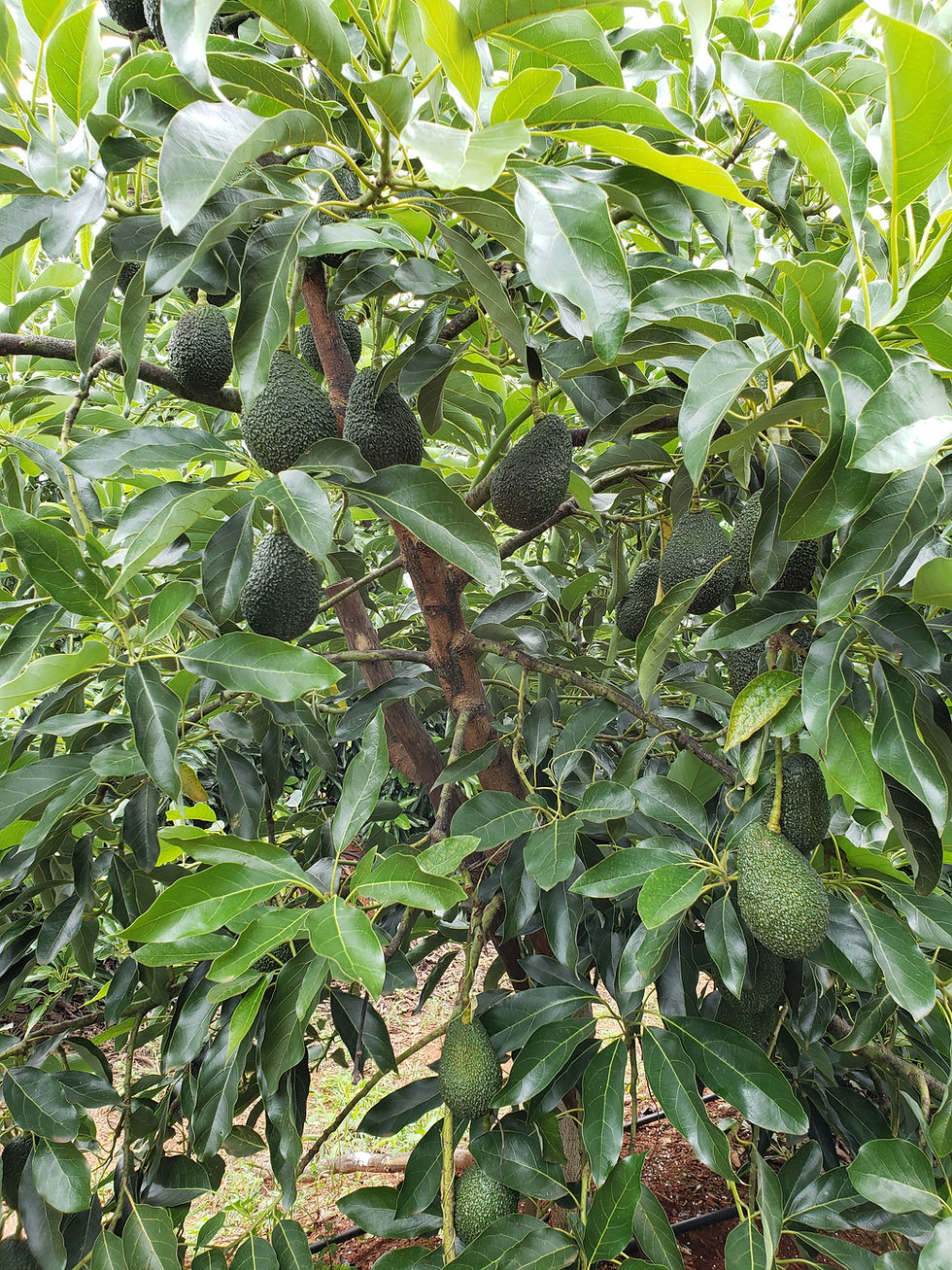 Árbol de Maluma