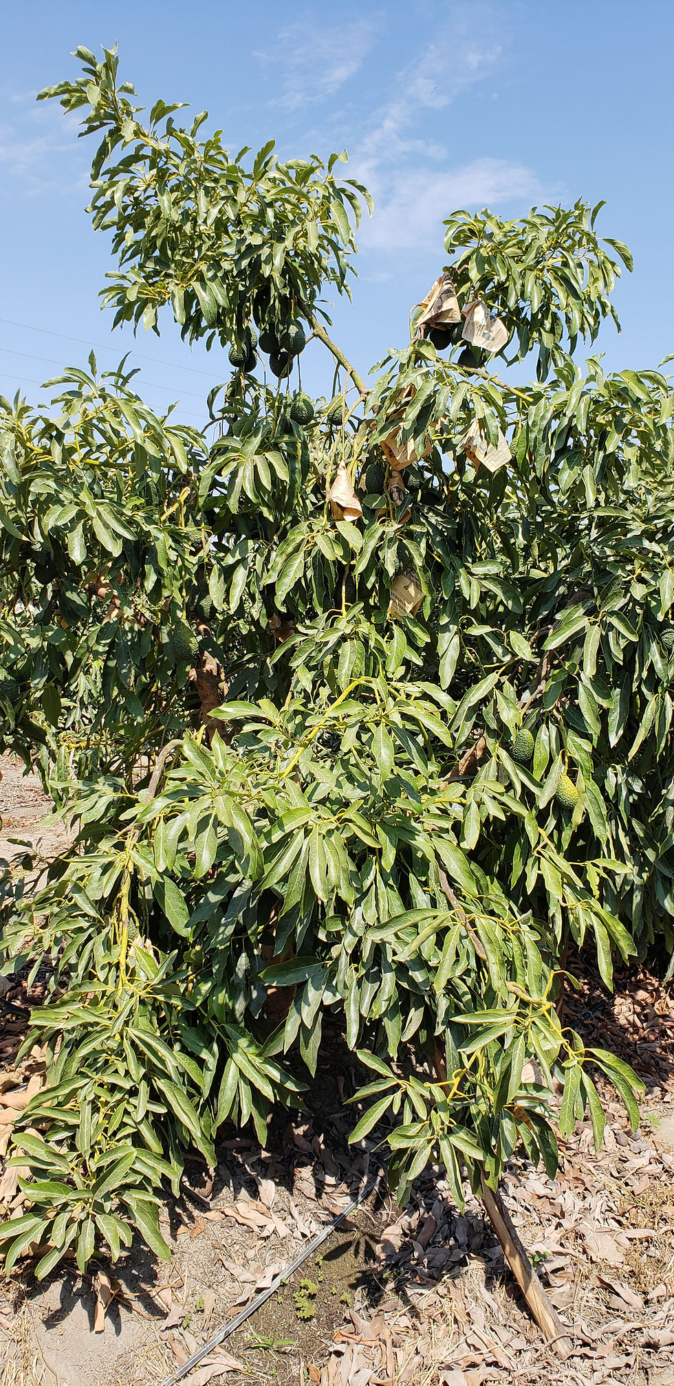 Árbol de Maluma