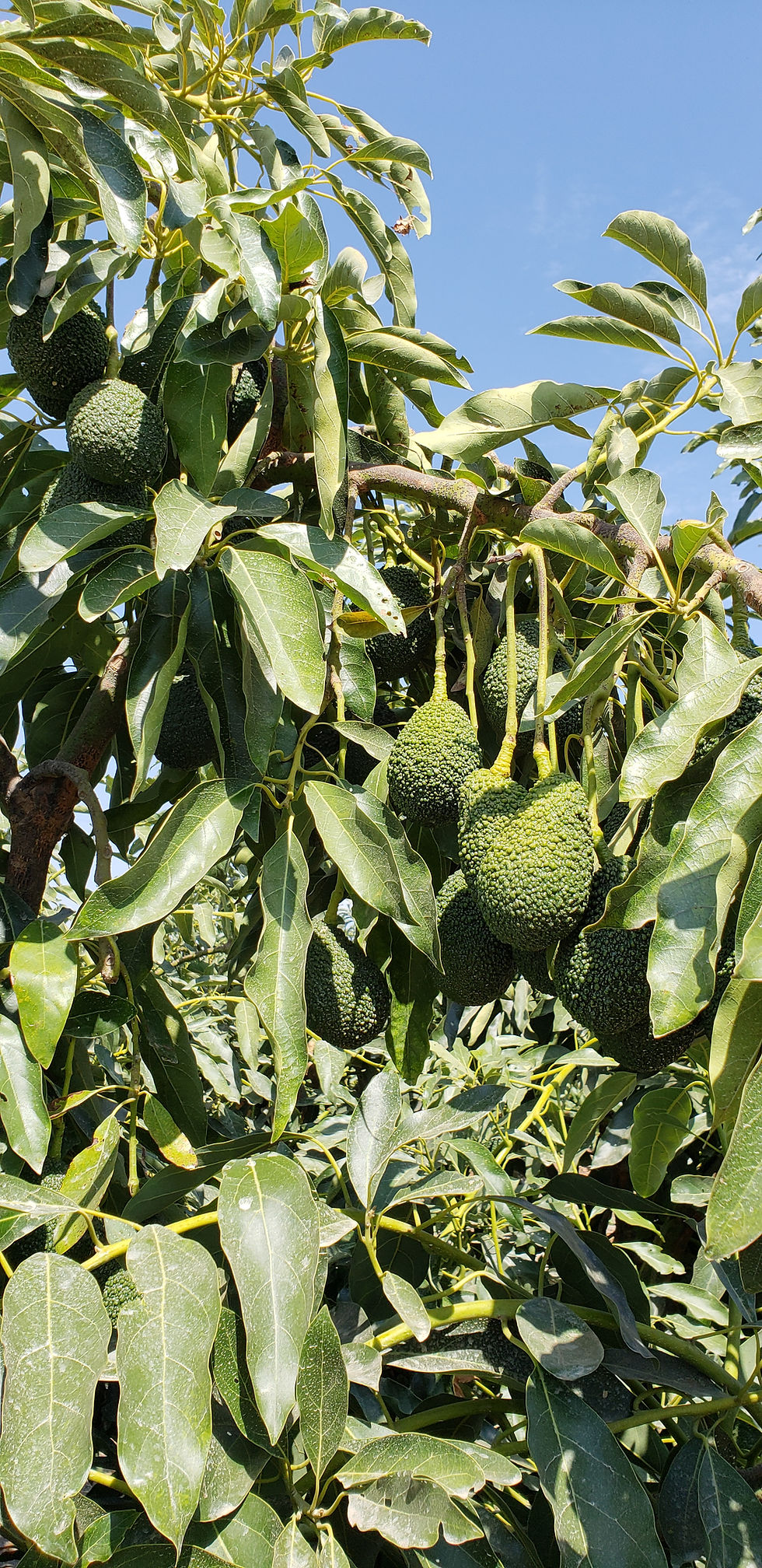 Frutos en el árbol