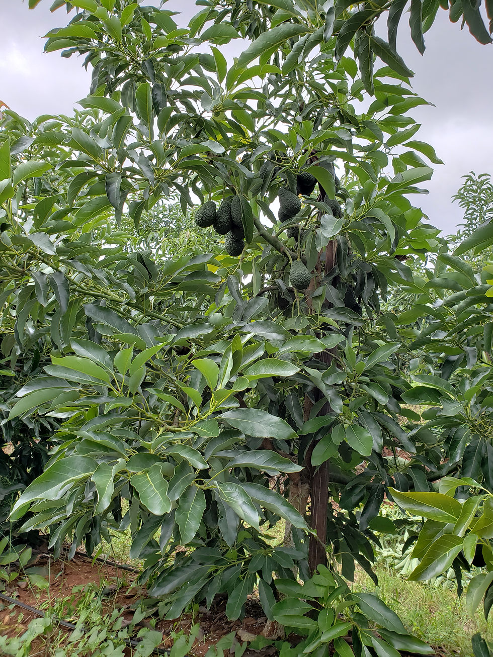 Árbol de Maluma con frutos