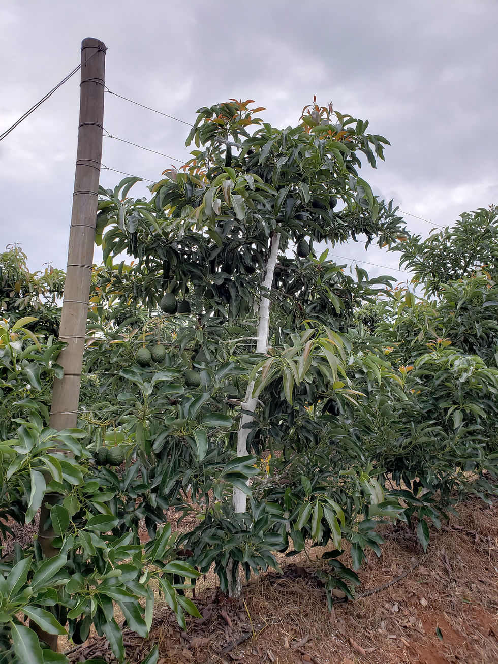 Plantación de Maluma en espaldera tipo palmeta