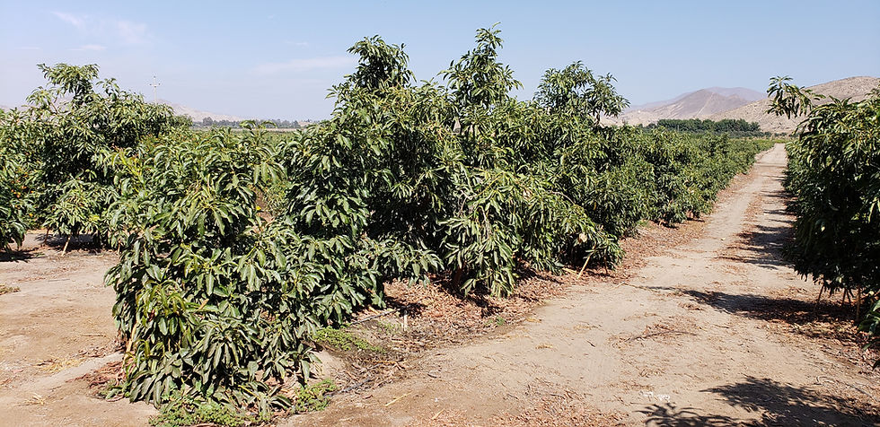 Plantación joven de Maluma