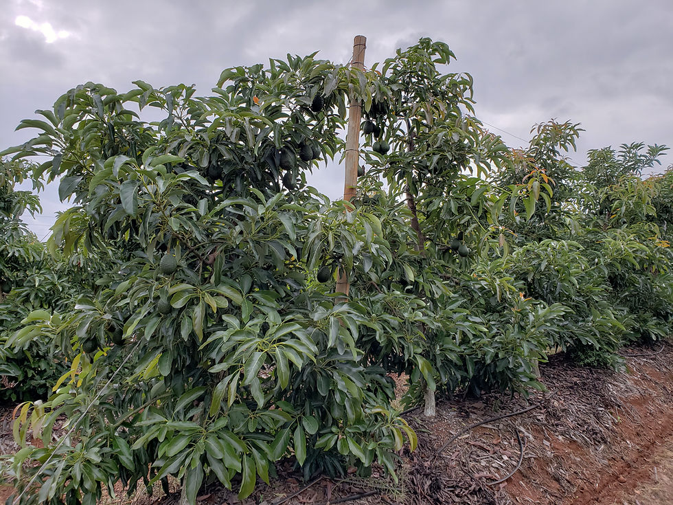 Plantación de Maluma en espaldera tipo palmeta