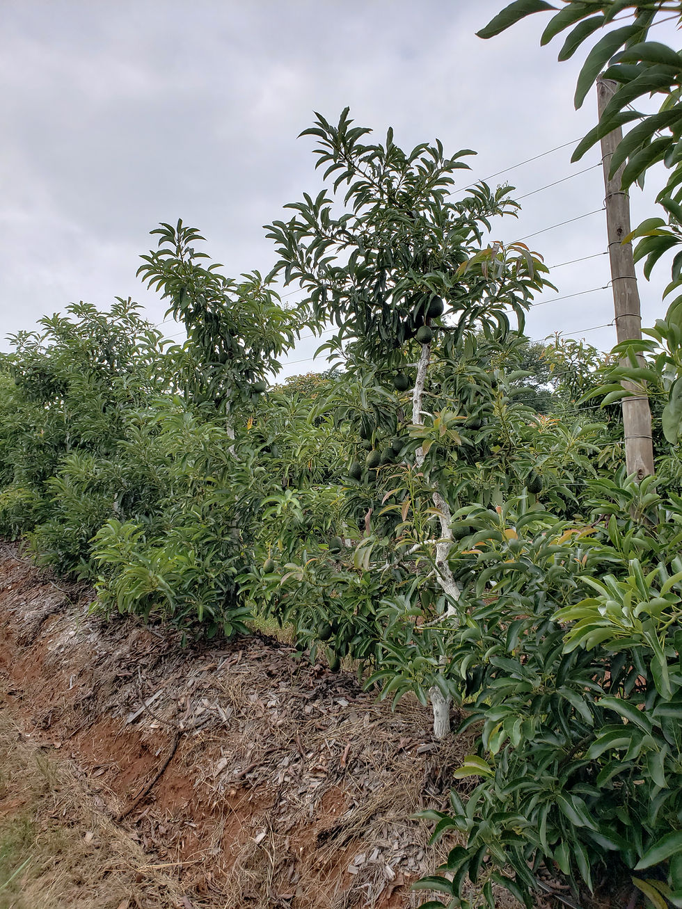 Plantación de Maluma en espaldera tipo palmeta