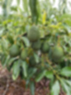 Frutos de árbol Maluma en espaldera tipo Tatura