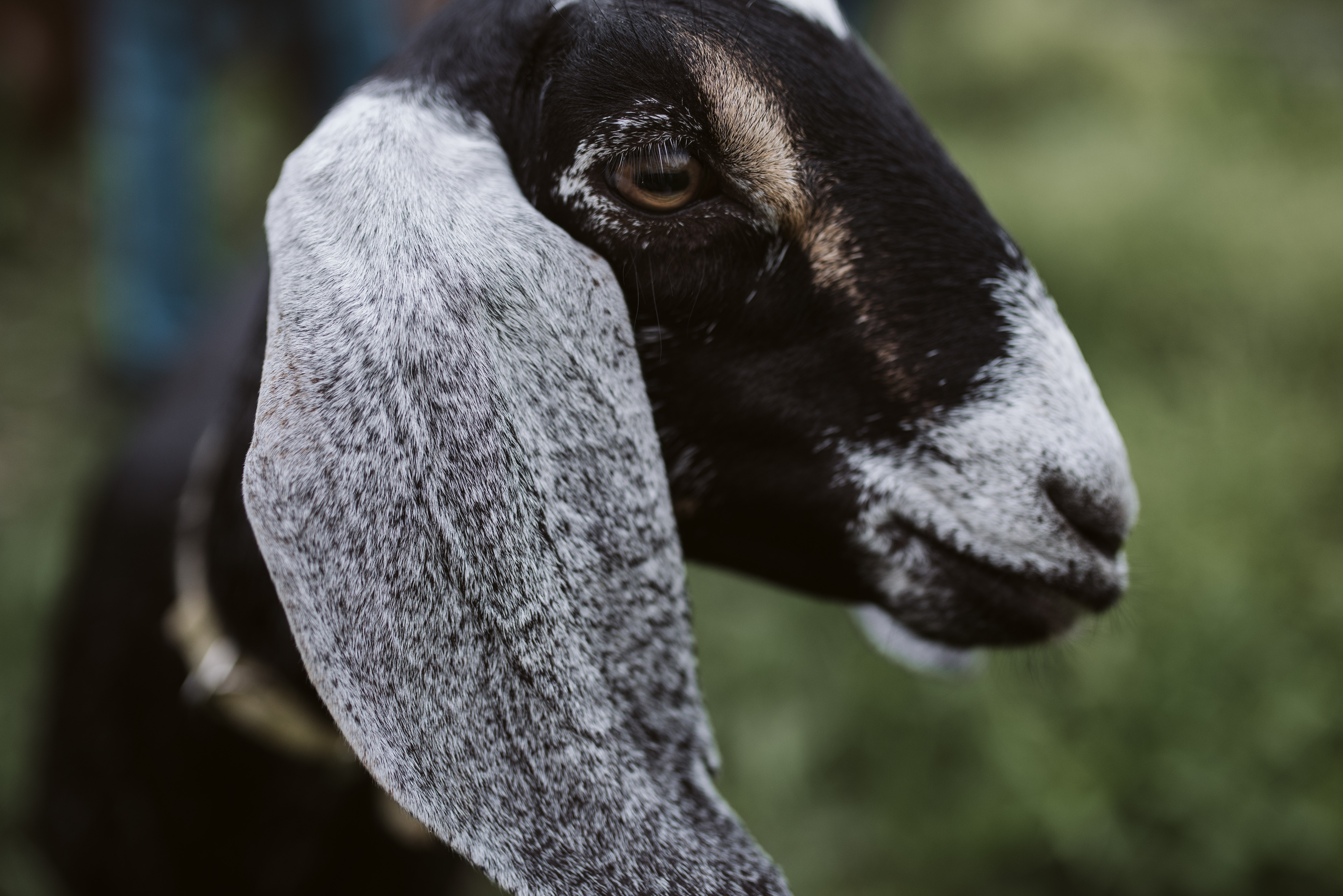 Purchase A Gift Card | Dreamgoats | Belding Mi