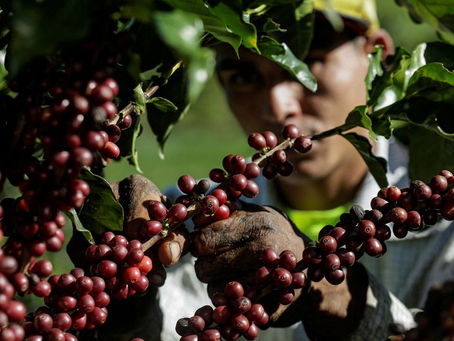 Safra de café do Brasil está 41% vendida, colheita vai a 86%, diz consultoria