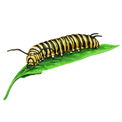 IMG_0465.PNG