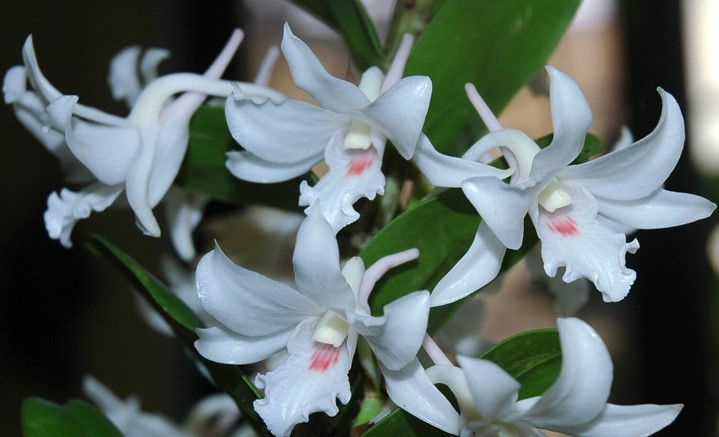 Thumbnail: Hoàng thảo trinh bạch