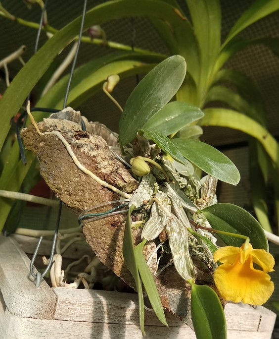 Thumbnail: Hoàng thảo vảy cá