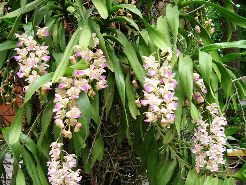 Thumbnail: Quế tam bảo sắc