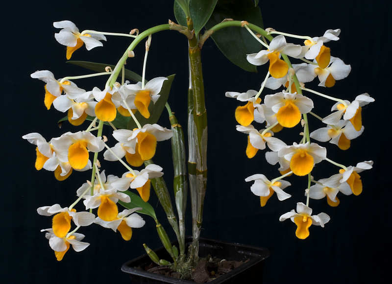 Thumbnail: Kiều vàng