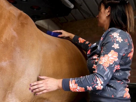 L'importance du massage, avec Julie Jughans, masseuse équine 💆🏻‍♀️