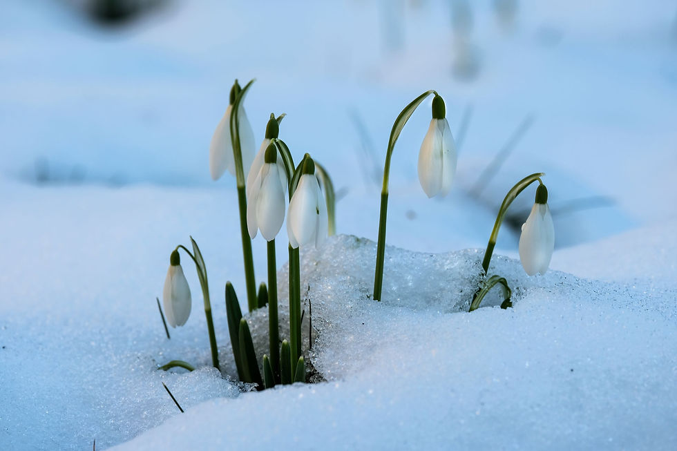 Drops in Snow