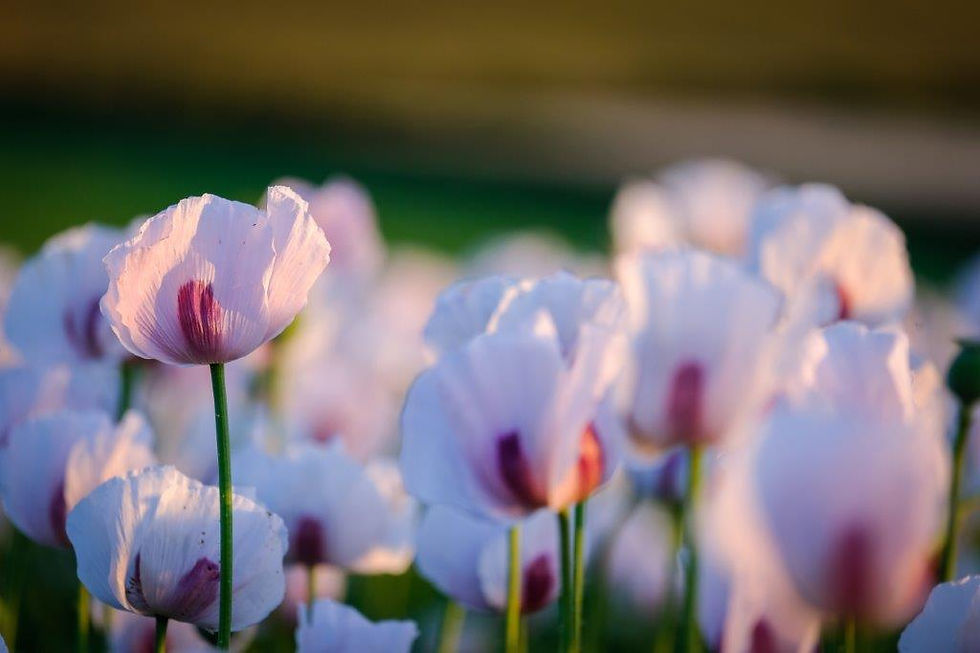 Opium Poppies