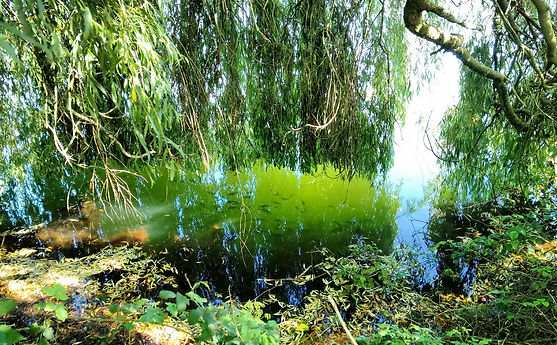 Pit 2 fish shelter under willow