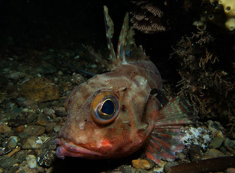 P4264414-2.jpg
