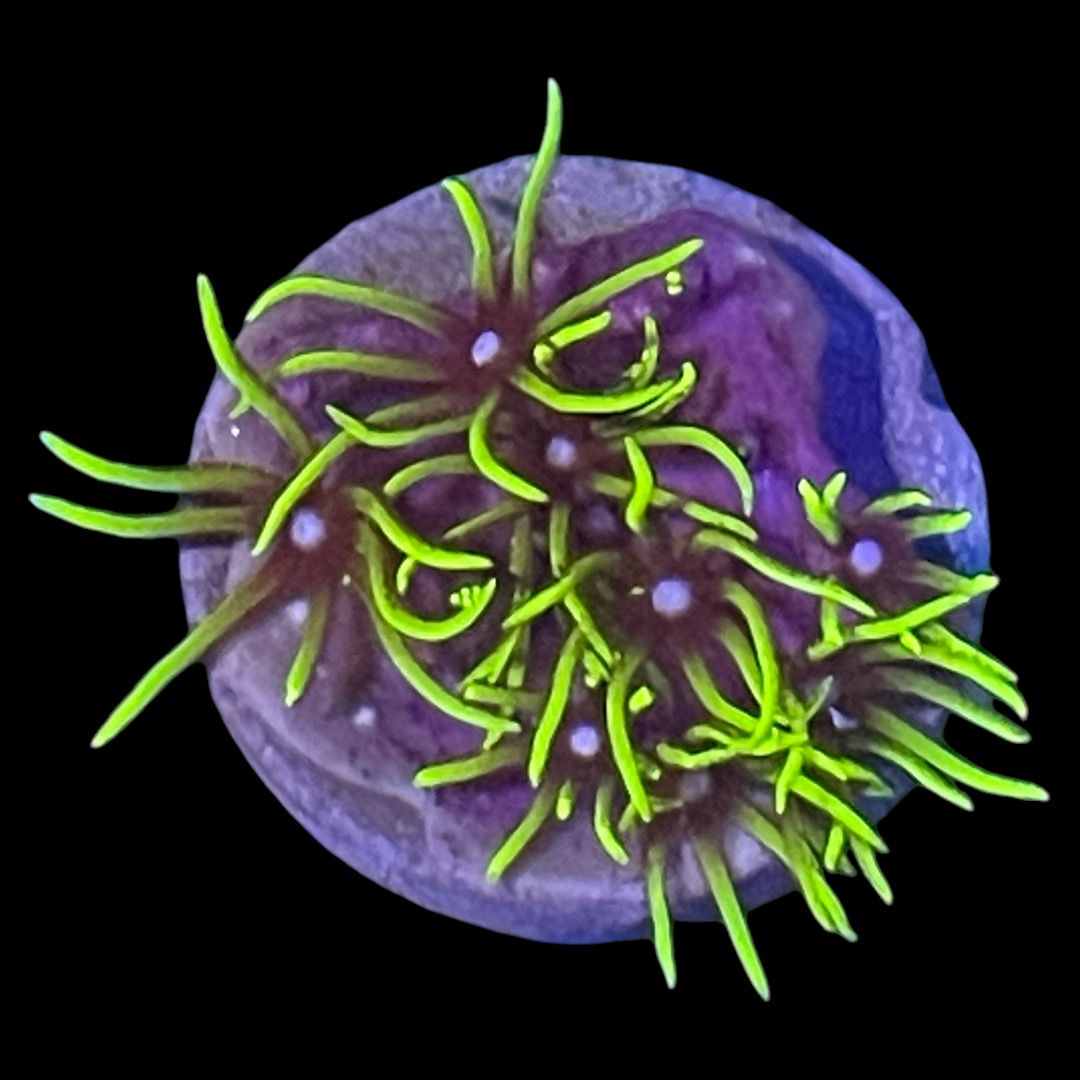 Neon Green Star Polyps