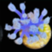 Blue Cespitularia