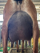 WINGWOOD FARM LOVIN AVIGNON Udder.jpg
