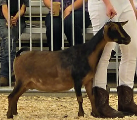 D&L Ranch Brownie side_edited.jpg