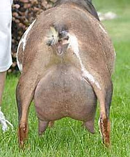 Dragonfly HEL Sulis udder.jpg