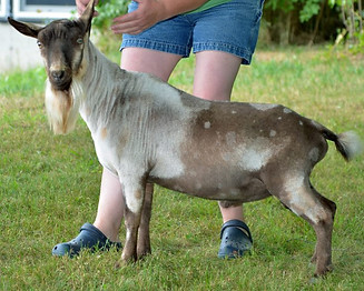 OLD MOUNTAIN FARM TOMO QUINN.jpg