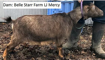 BELLE STARR FARM LJ MERCY_edited.jpg