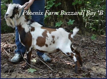 Phoenix Farm BW Buzzards Bay