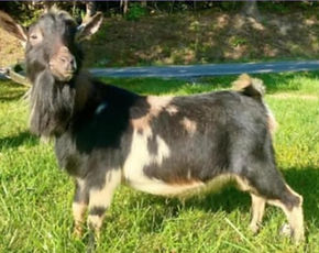 lav x bliss_edited.jpg