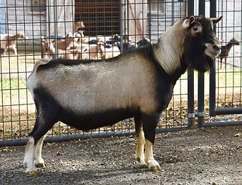 Old Mountain Farm Bold Elk.jpg