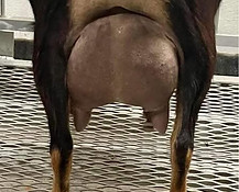 WINNING STREAK RM BILLIEEILISH FF udder.jpg