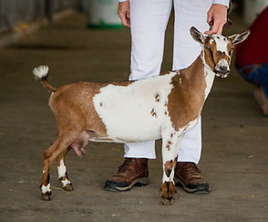 Celtic Pride Z Mi Amor.jpg