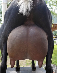 CH DAWNLAND RR LITTLE BEEudder.jpg
