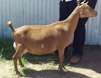 LOST VALLEY LG ANDROMEDA.jpg