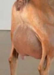 Agape’s Prize Harle Quinn_edited.jpg