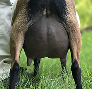 levitarear.png
