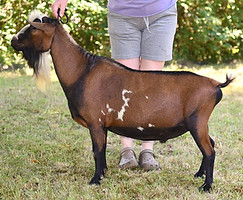 Old Mountain Farm Stag Knight.jpg