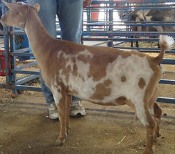 CASTLE ROCK MOON RIVER side..jpg