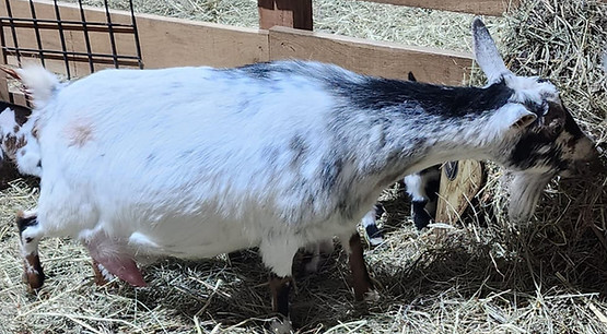 Big River Nigerians Lucy_edited.jpg