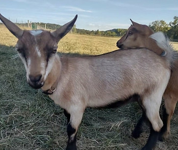 liberty mission fb cyrstal bay_edited.jpg