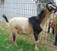 Dill's ROR Dilly Dilly.jpg