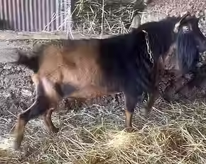 BUSY BROWSERS RS WINCHESTER.avif