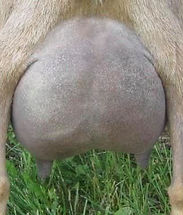 ROSASHARN TL KIT-KAT udder.jpg