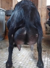 lav x bliss_edited.jpg